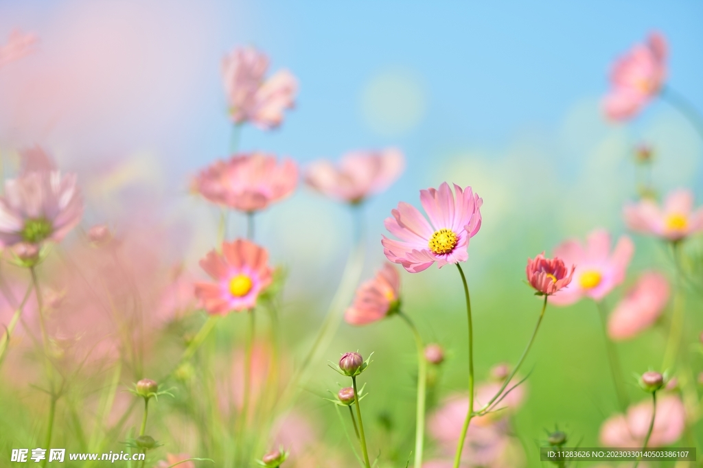 花朵壁纸