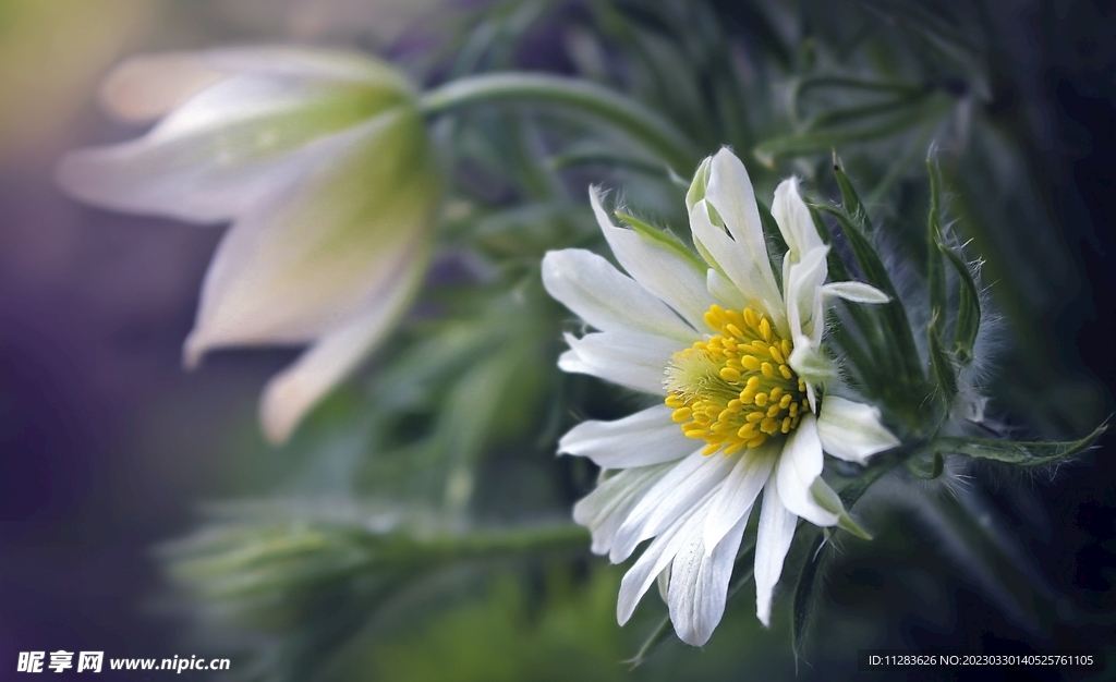 花朵壁纸