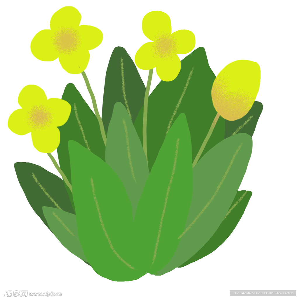 小黄花