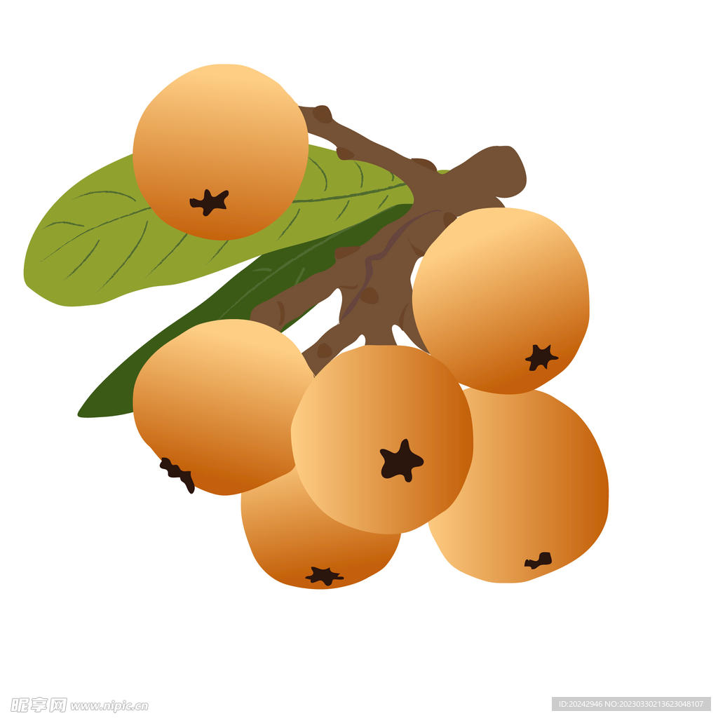 枇杷