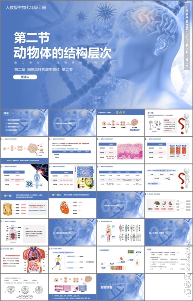 动物体的结构层次