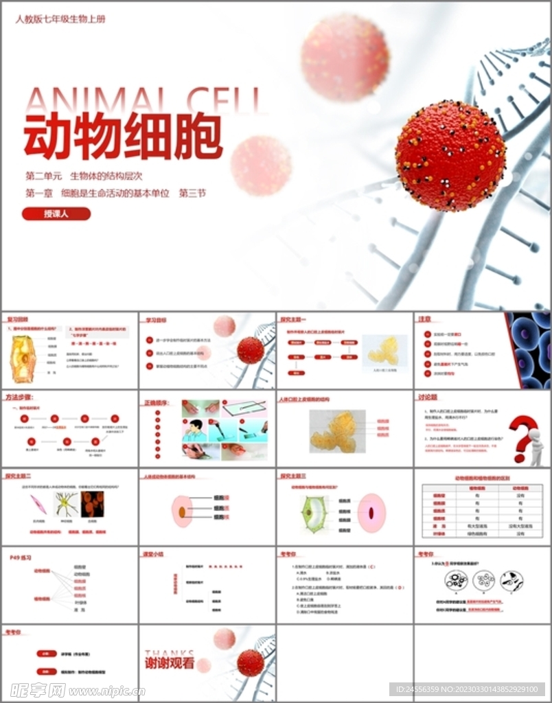 动物细胞