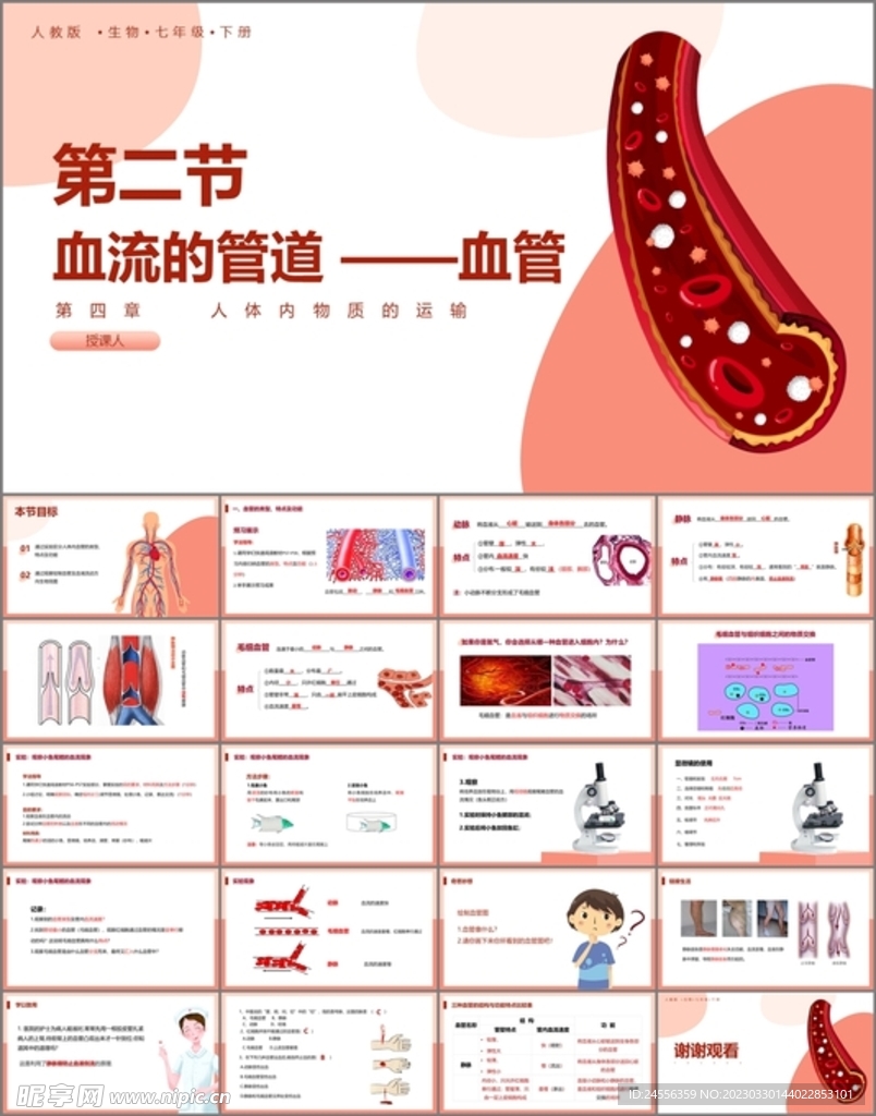 血流的管道血管