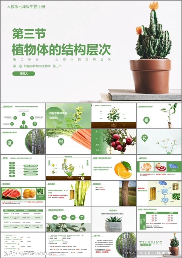 植物体的结构层次