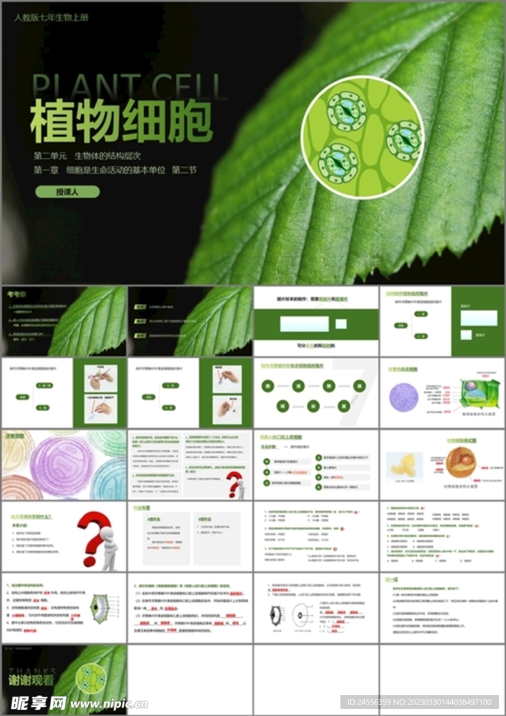 植物细胞