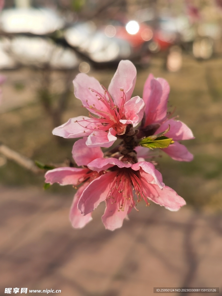 桃花