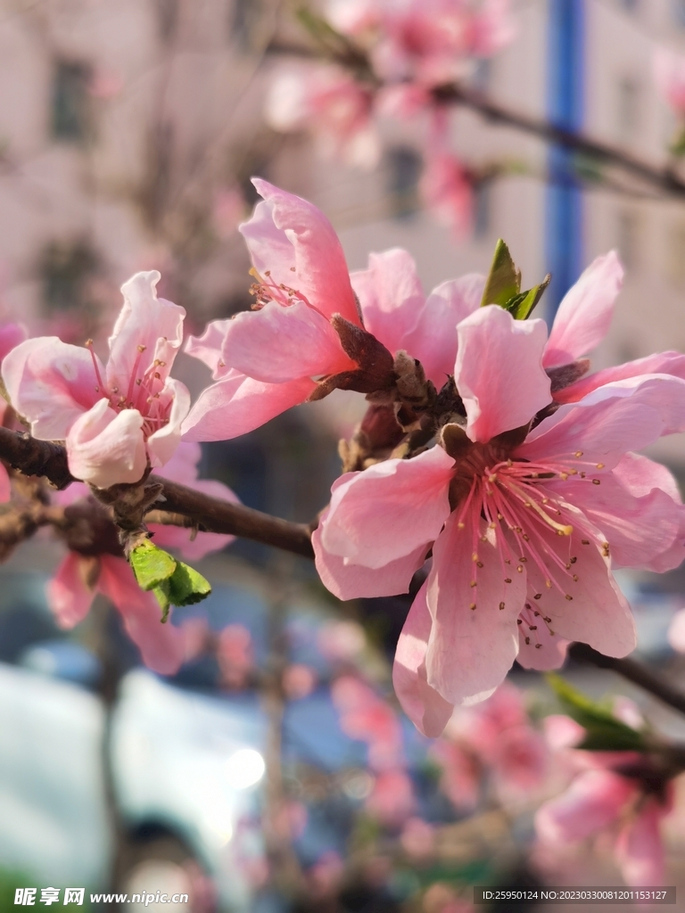 桃花