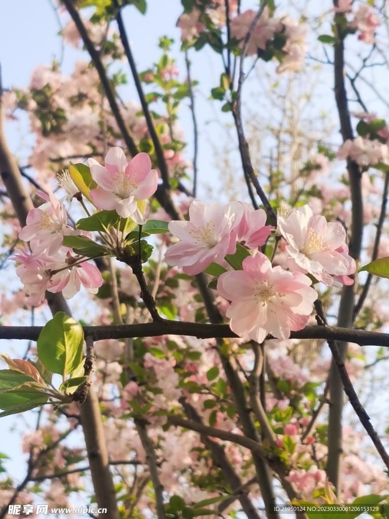  海棠花