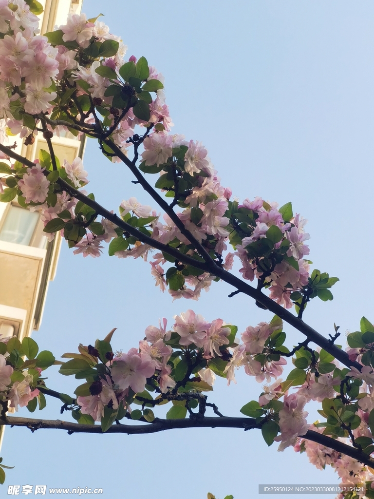  海棠花