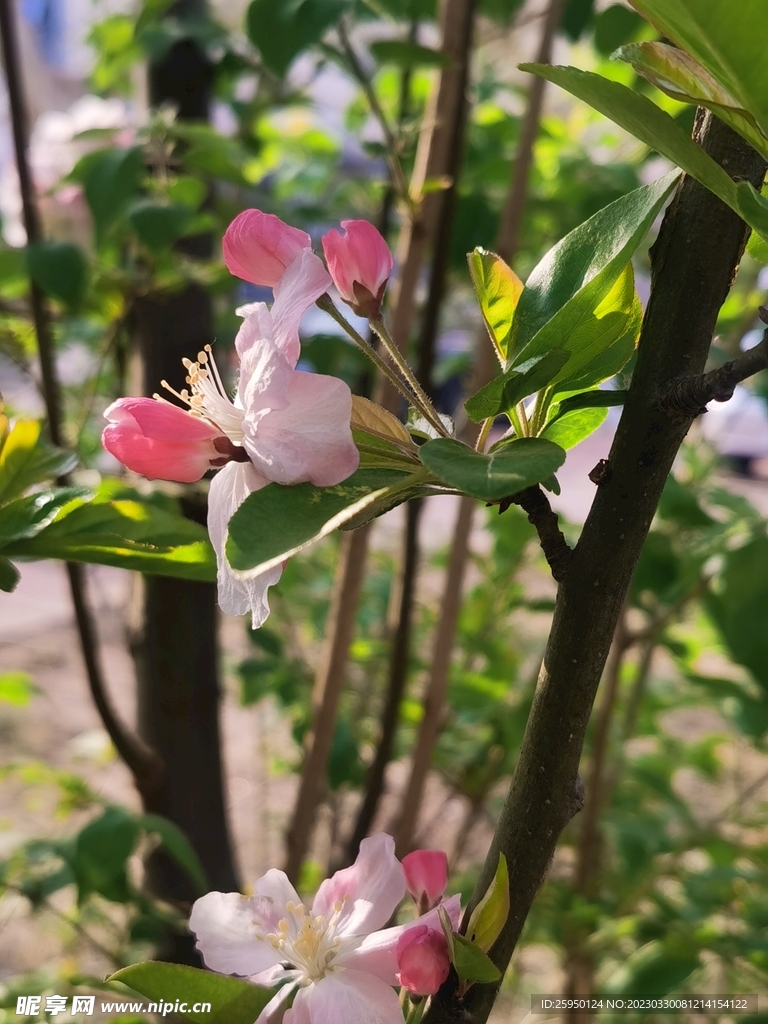  海棠花