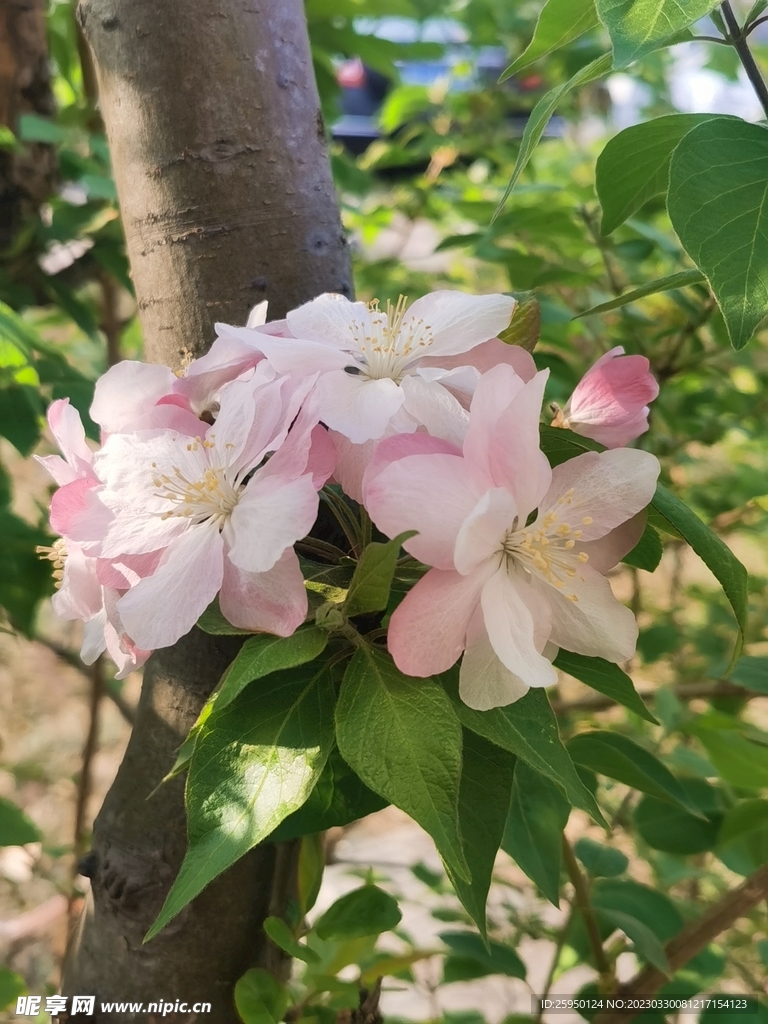  海棠花