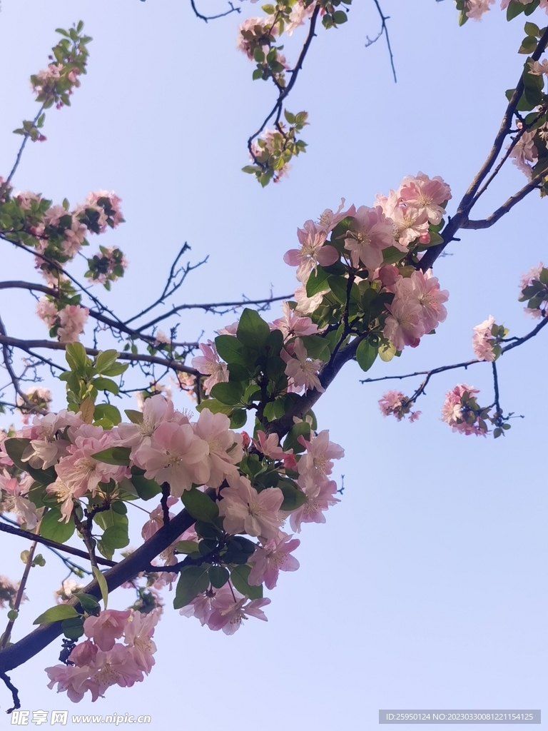  海棠花