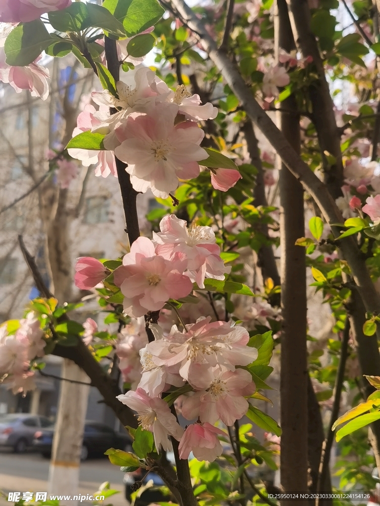  海棠花