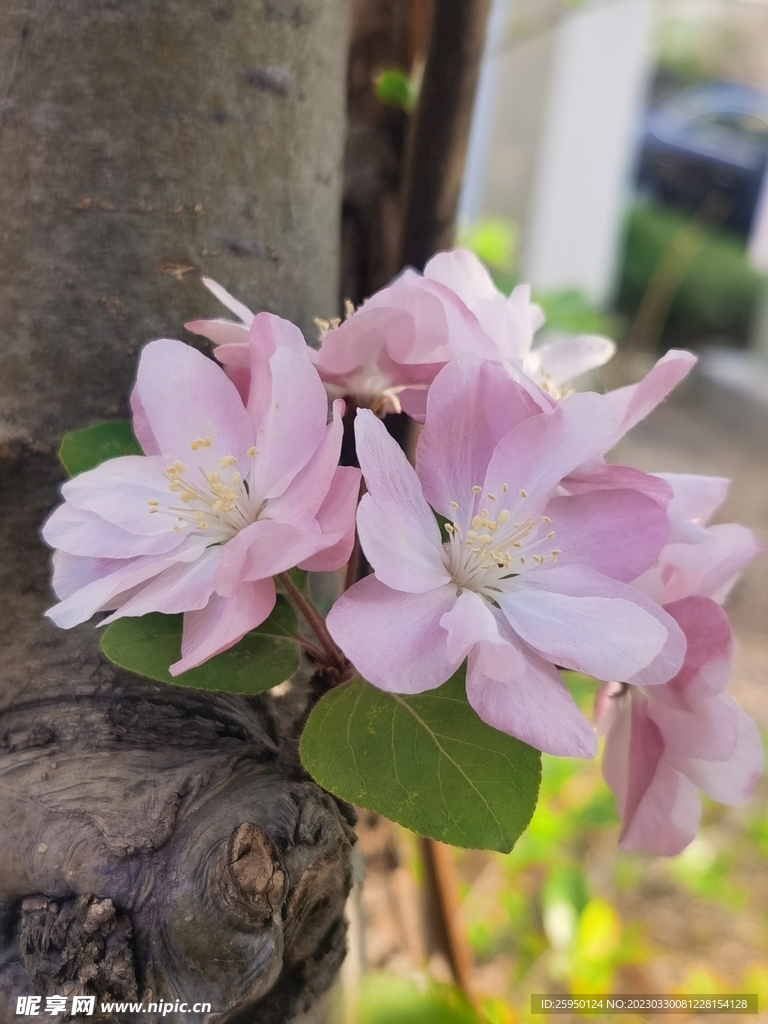  海棠花