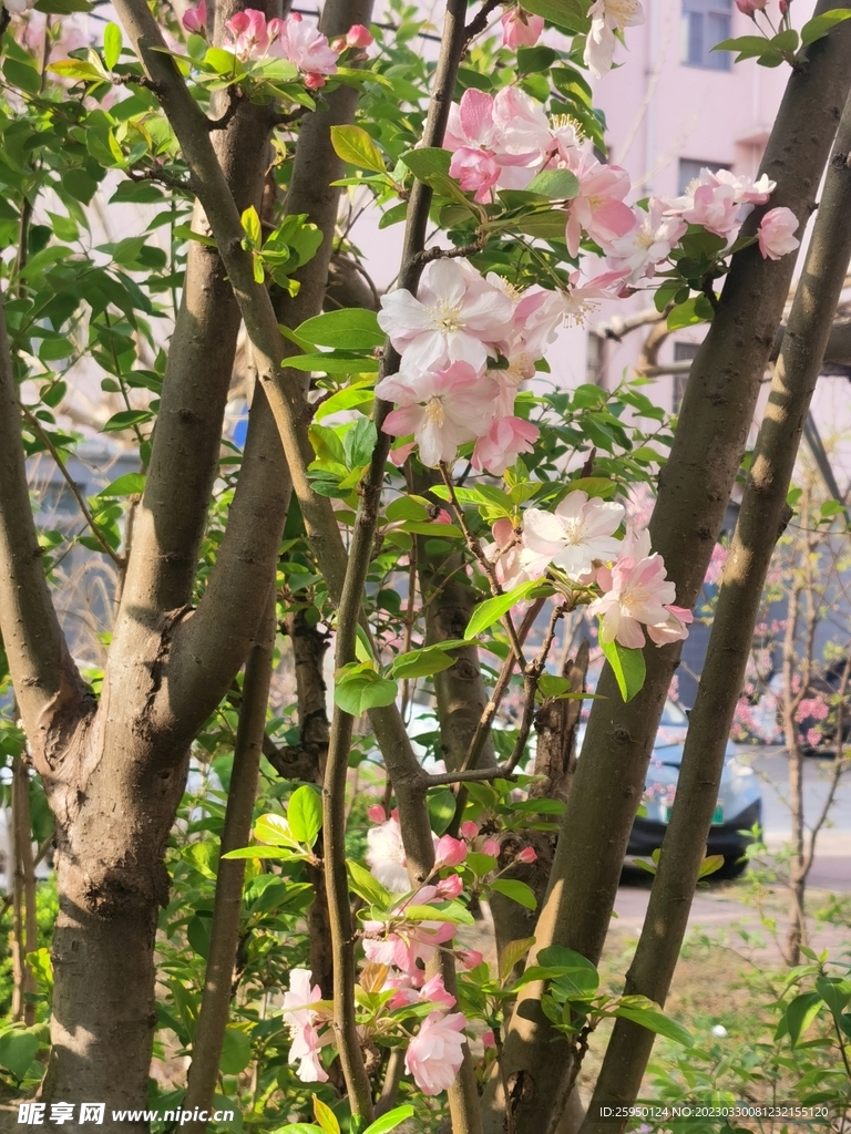  海棠花