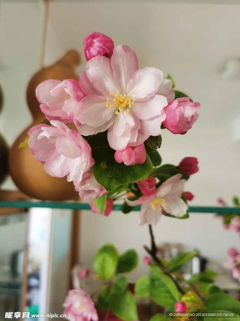 海棠花