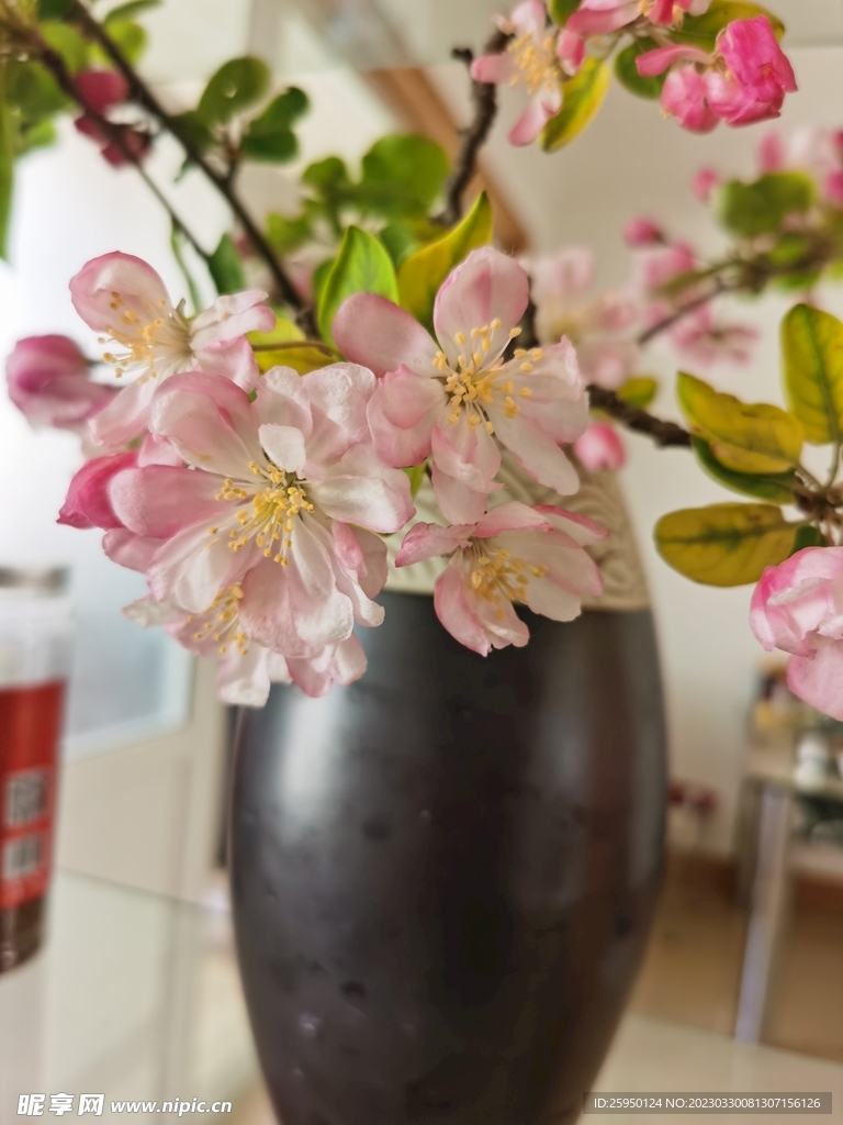  海棠花