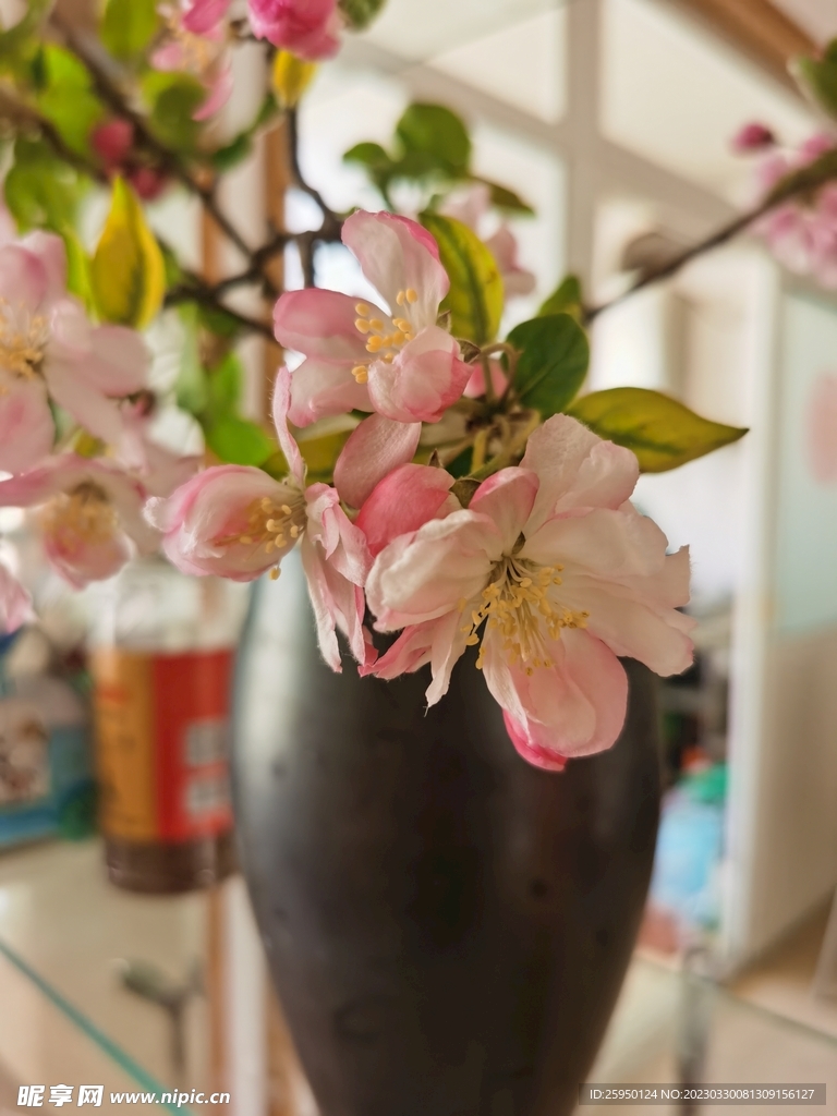 海棠花
