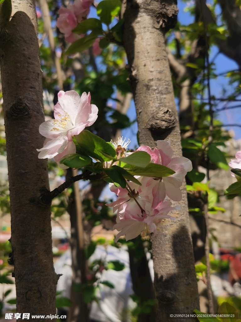 海棠花