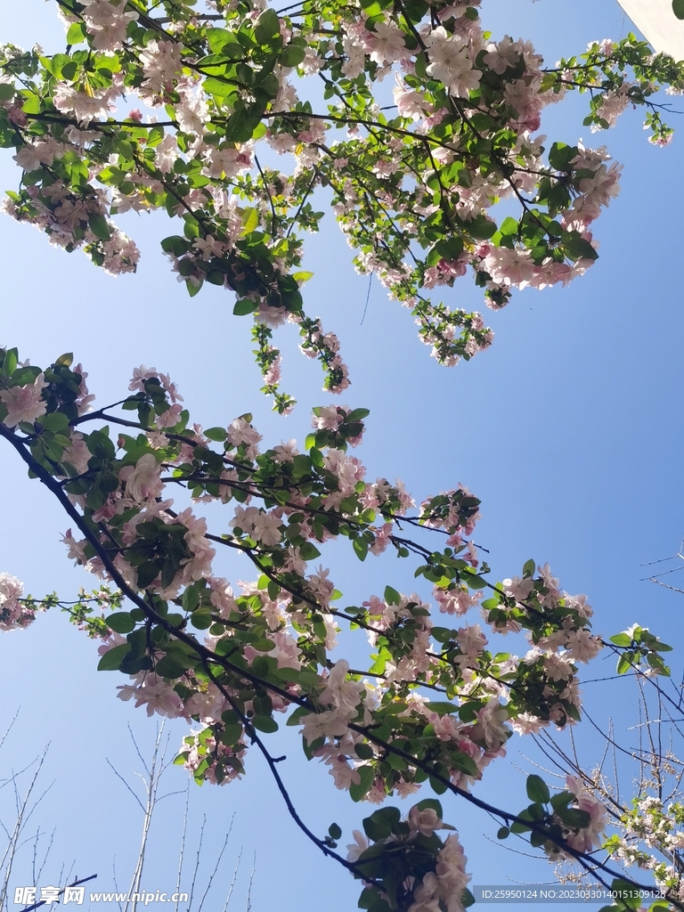 海棠花