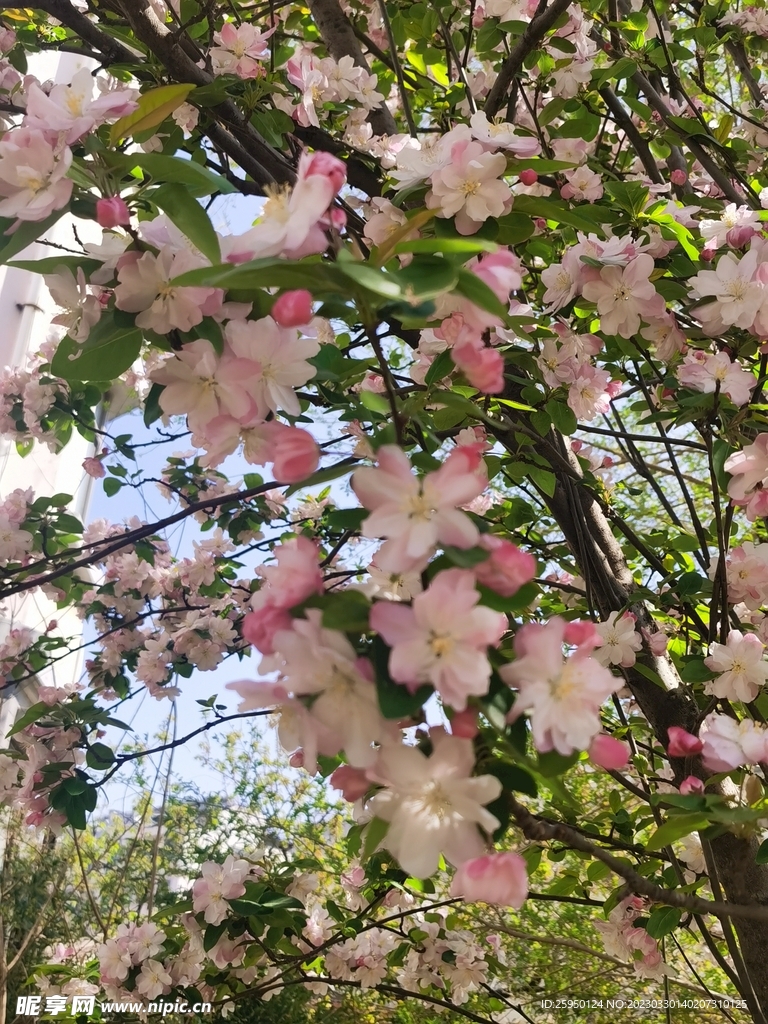 海棠花