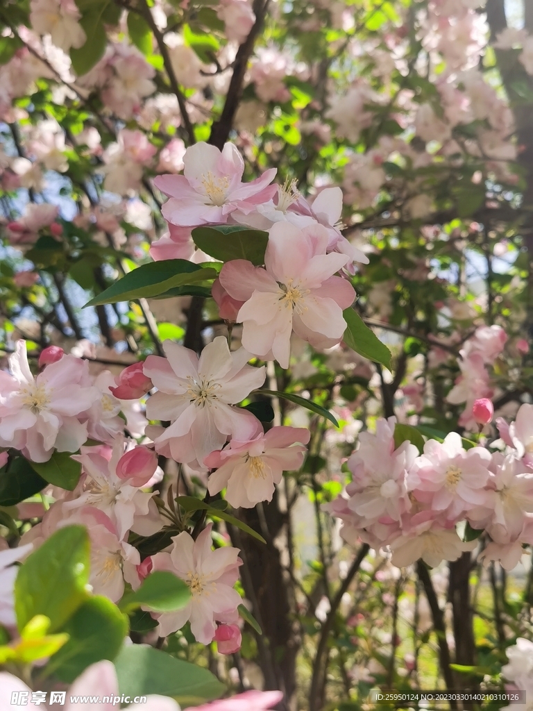 海棠花