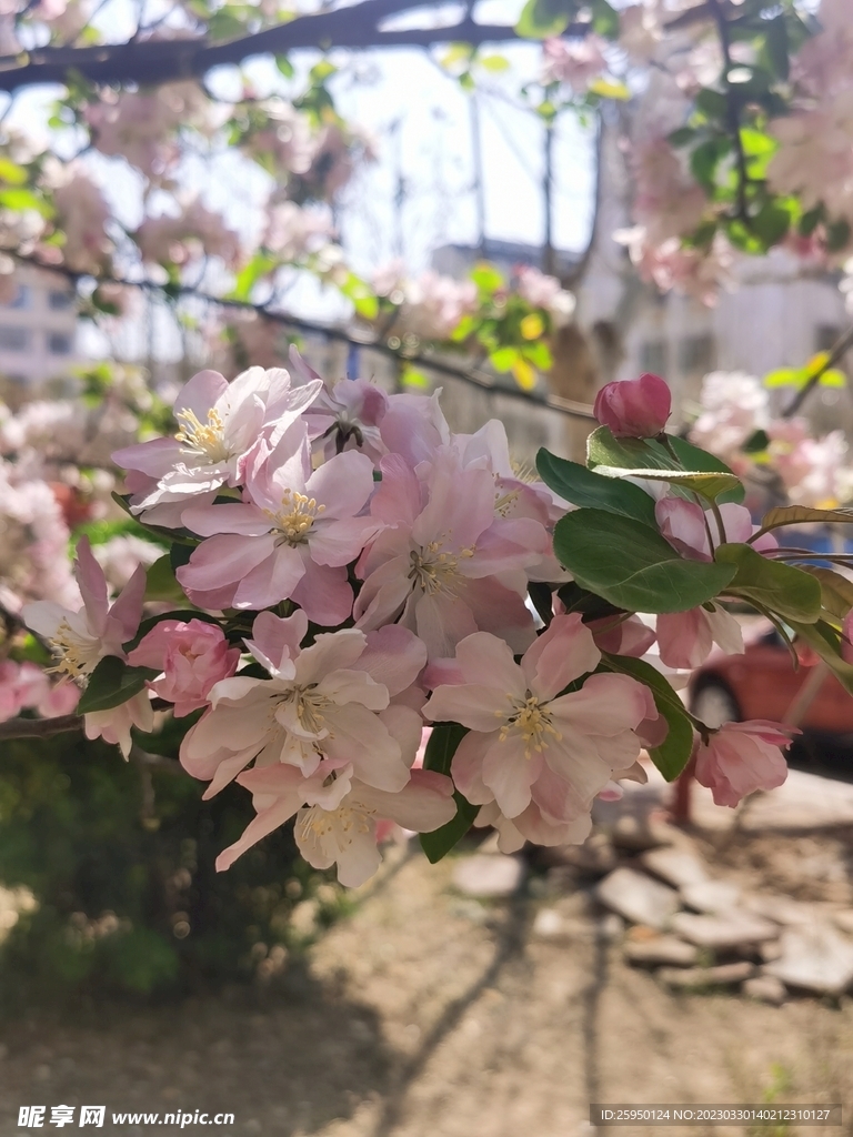 海棠花