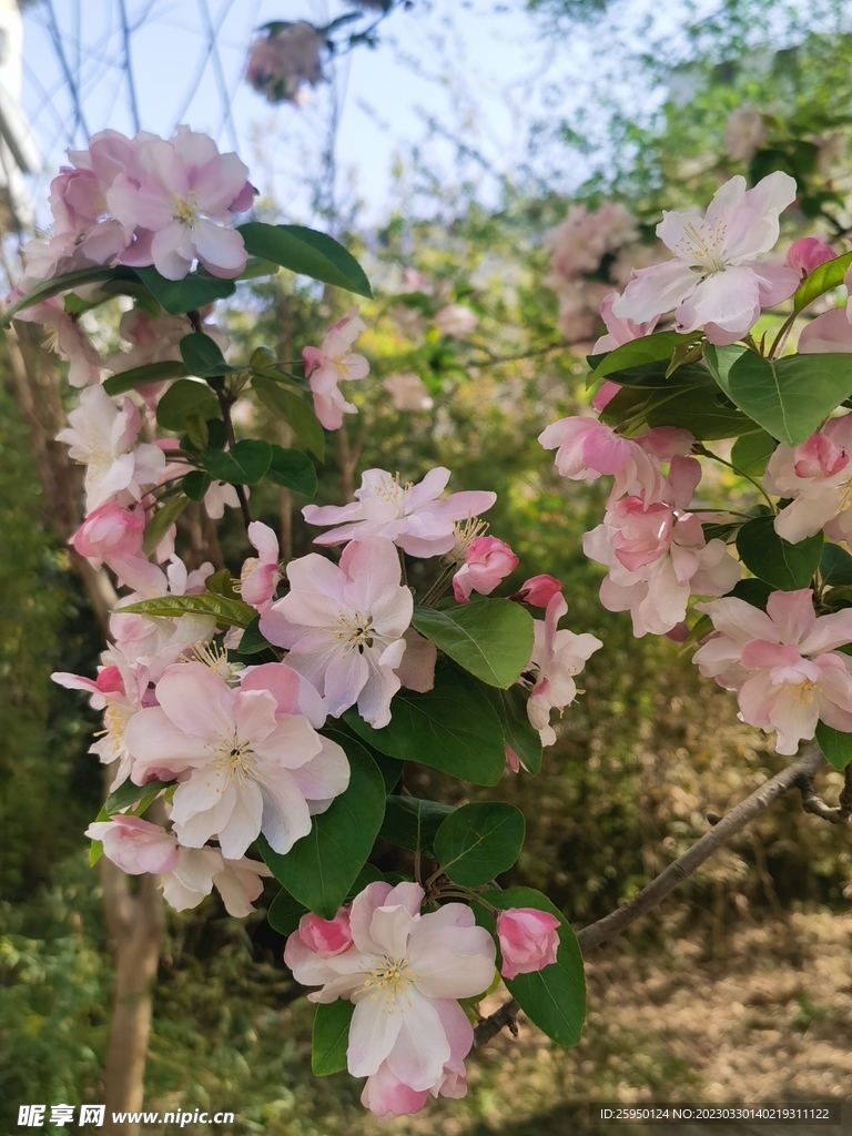 海棠花