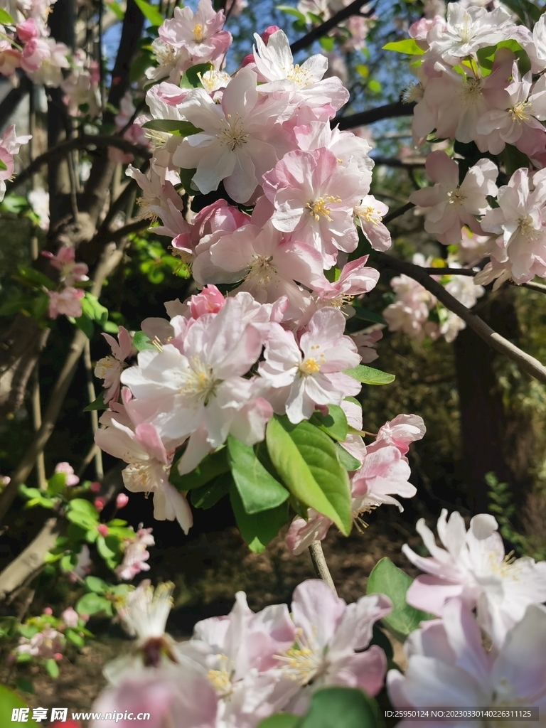 海棠花