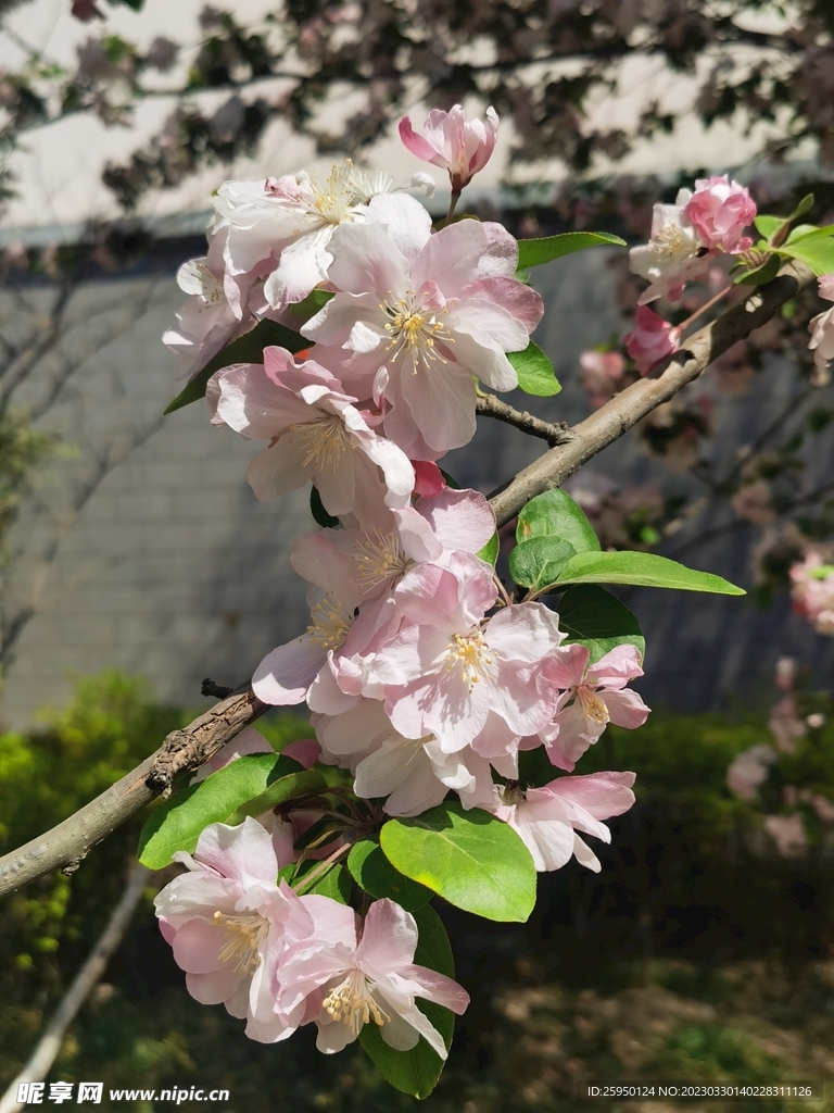 海棠花