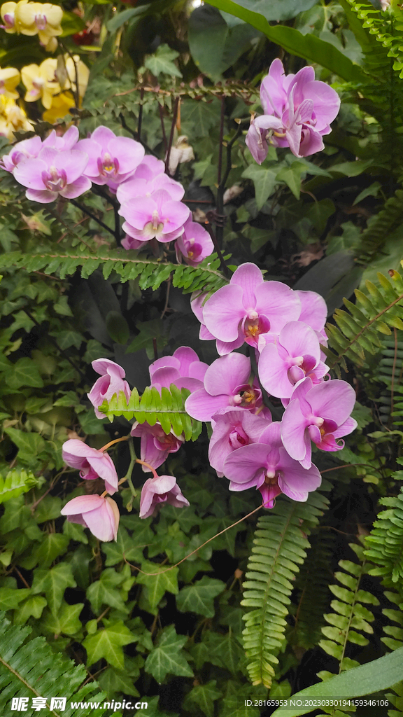 兰花 紫红 花草 蕨草 