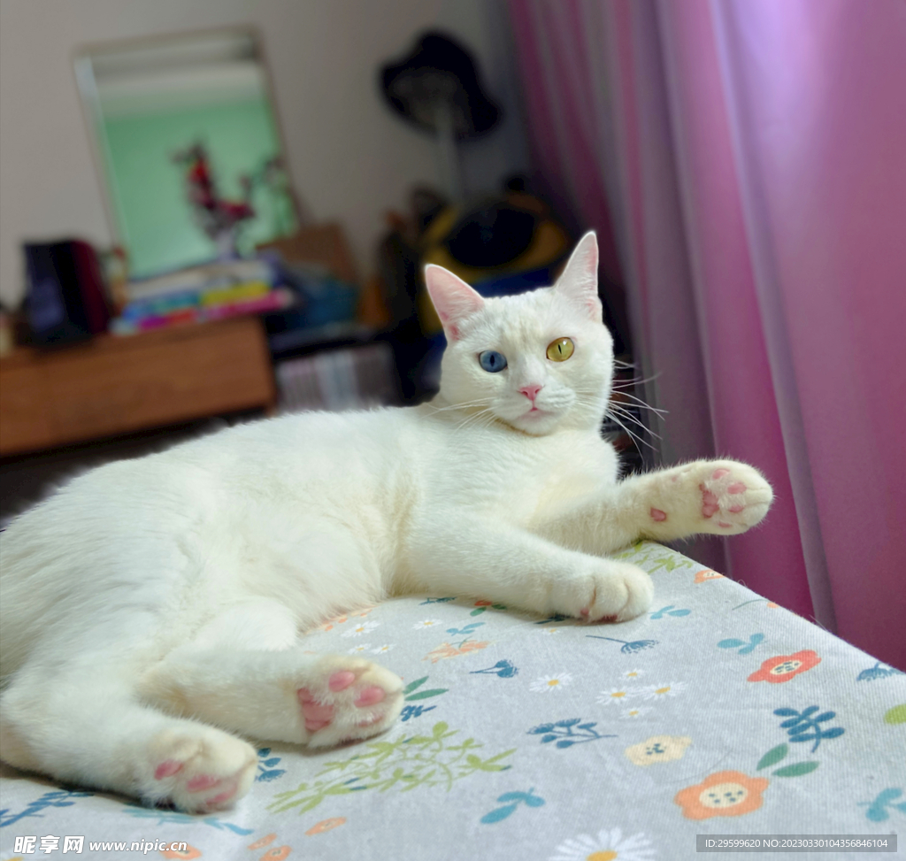 猫