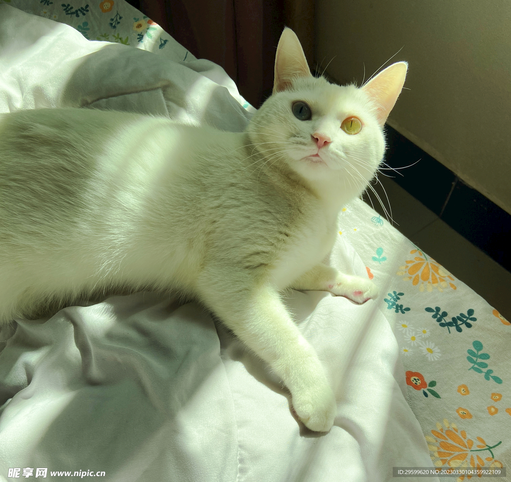 猫