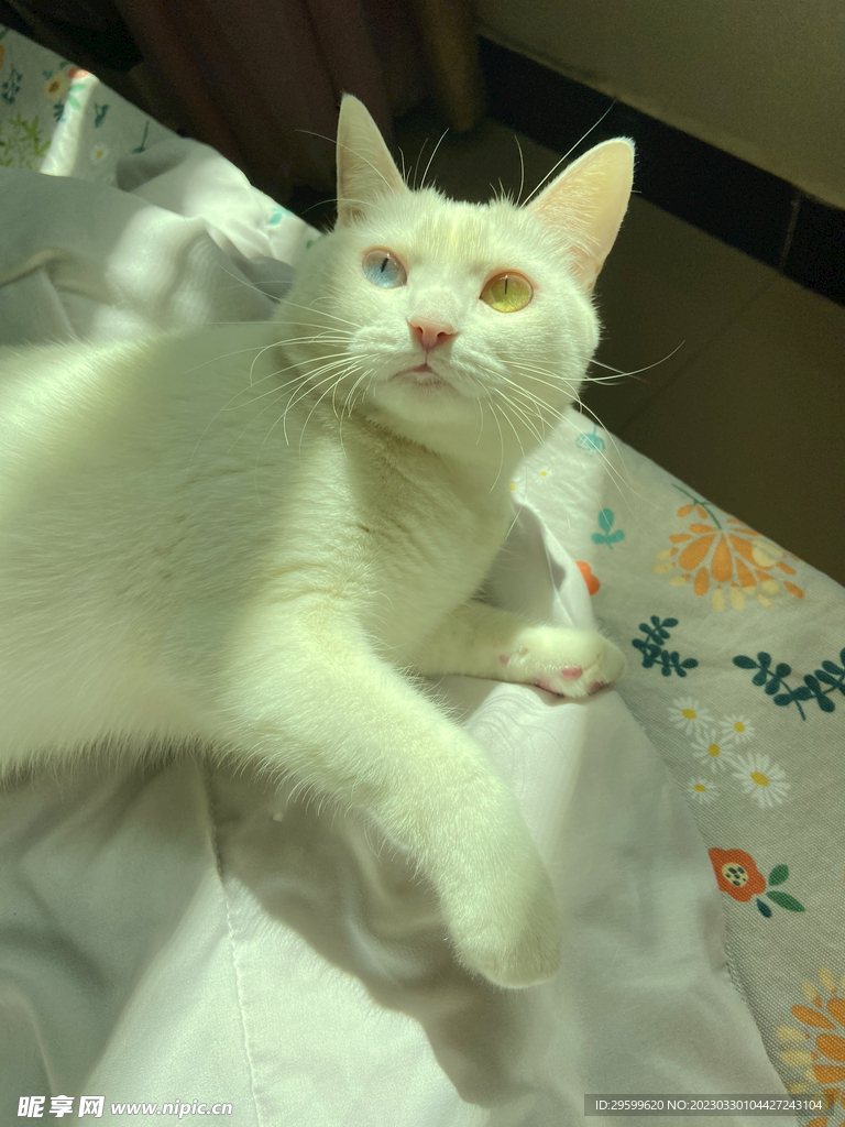 猫