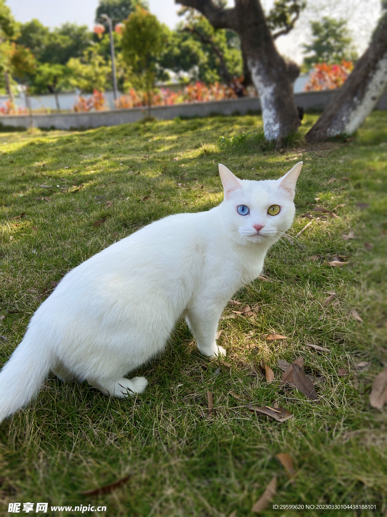 猫