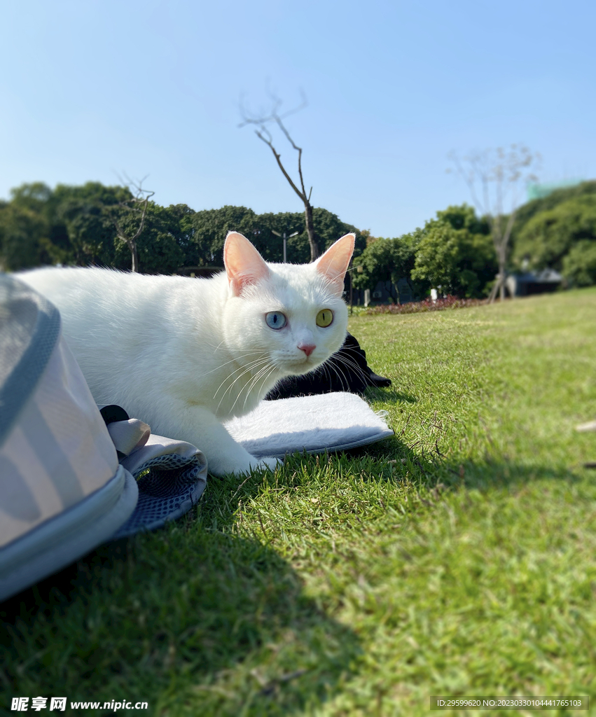 猫