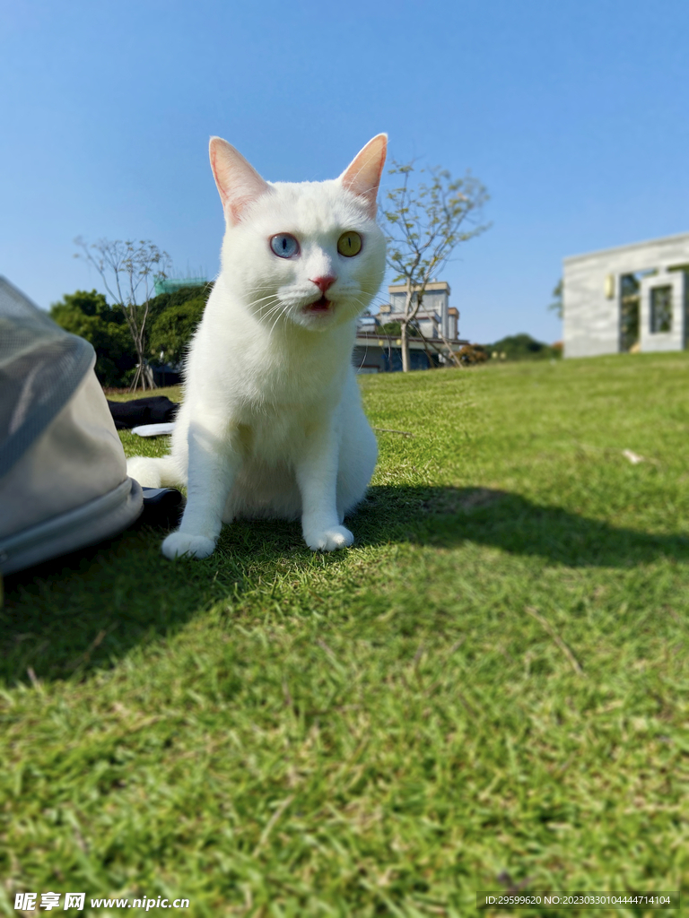 猫