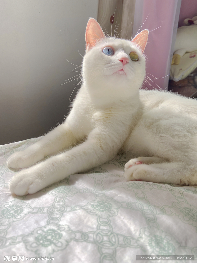 猫