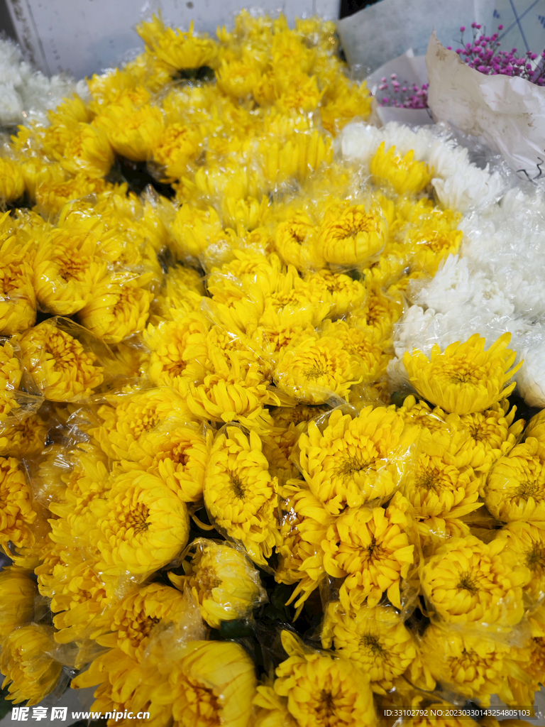 黄色菊花