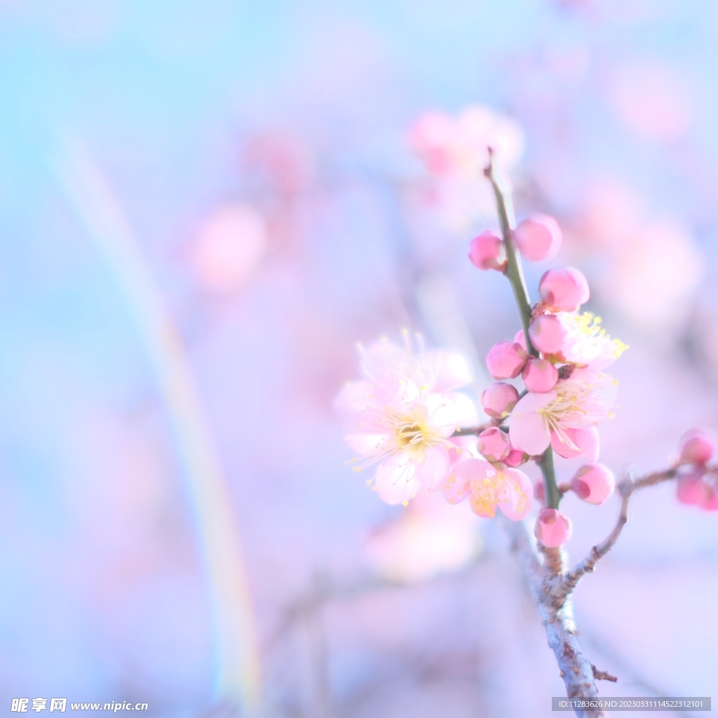 春天花朵风景