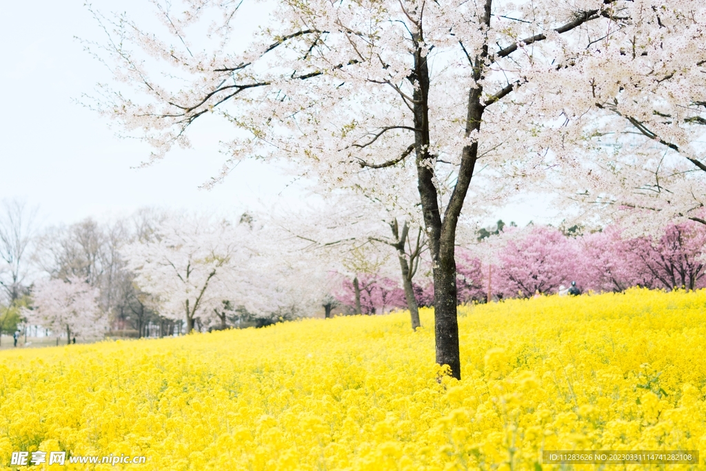 春天花朵风景