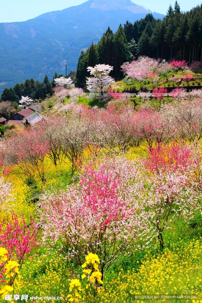 春天花朵风景