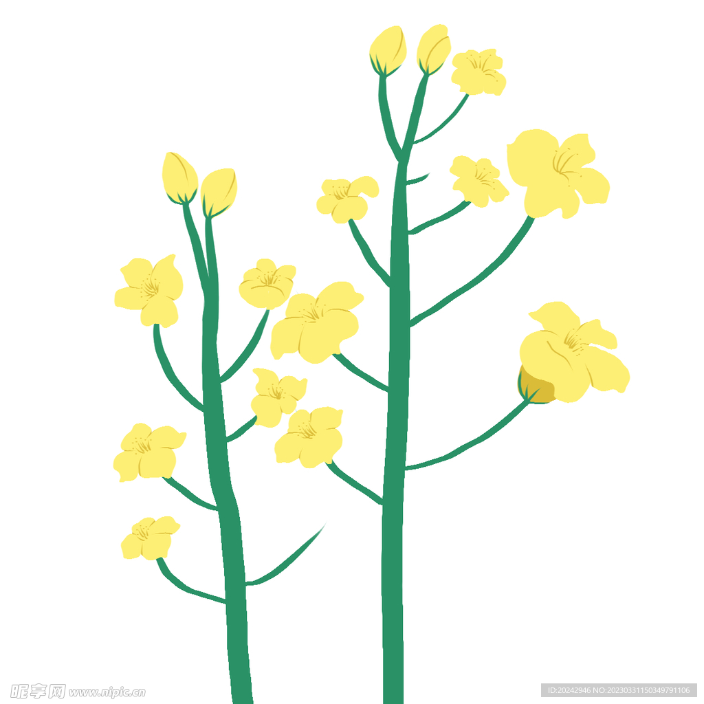 油菜花