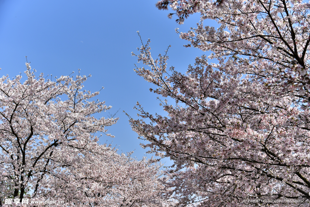 樱花