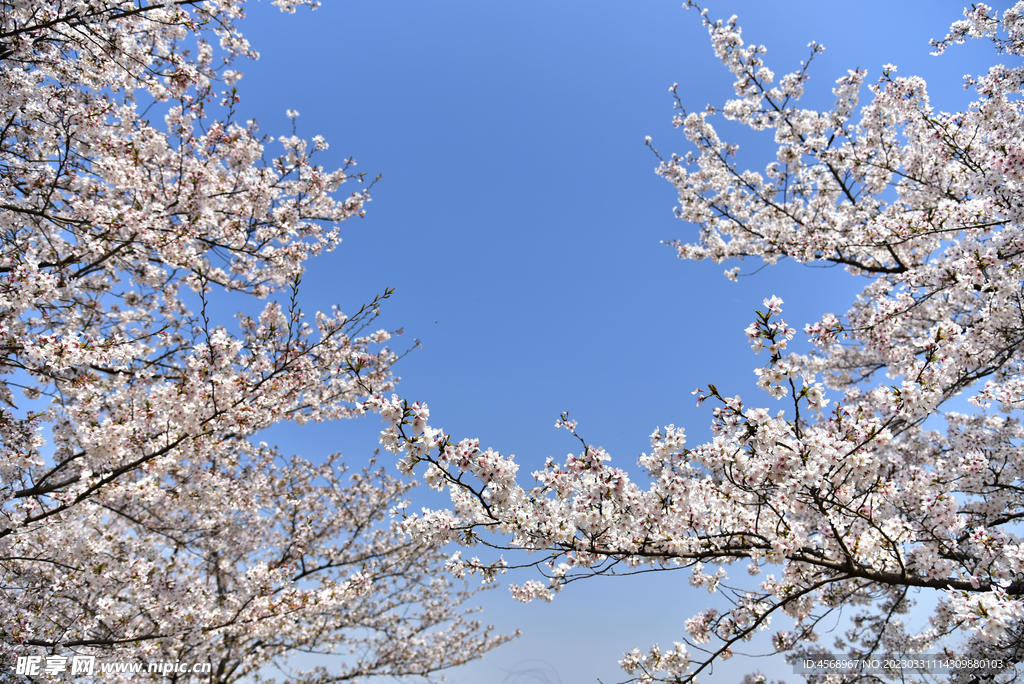 樱花