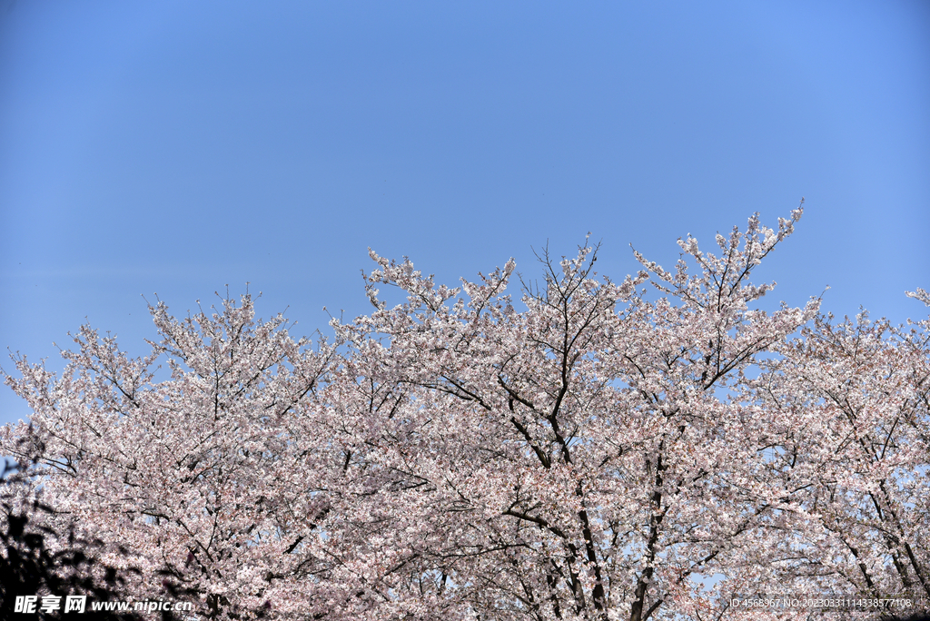 樱花
