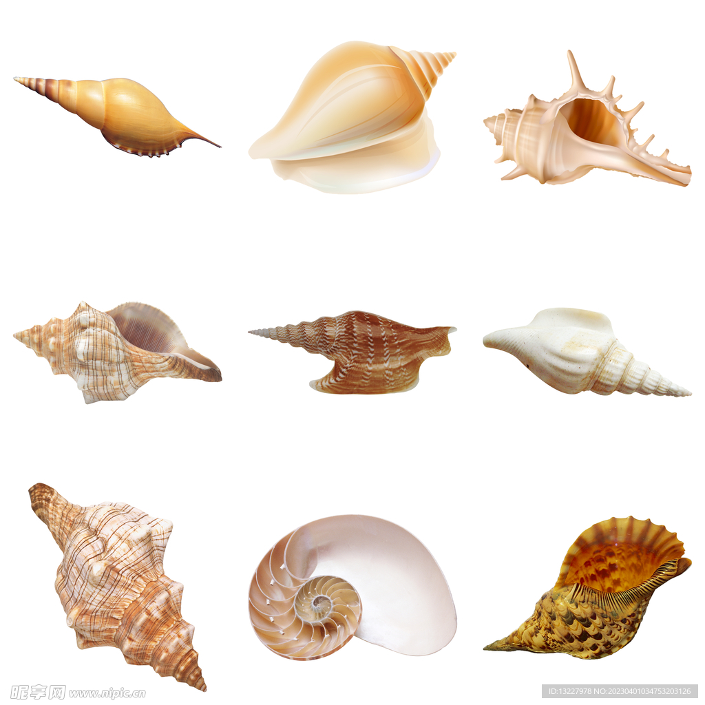 海螺