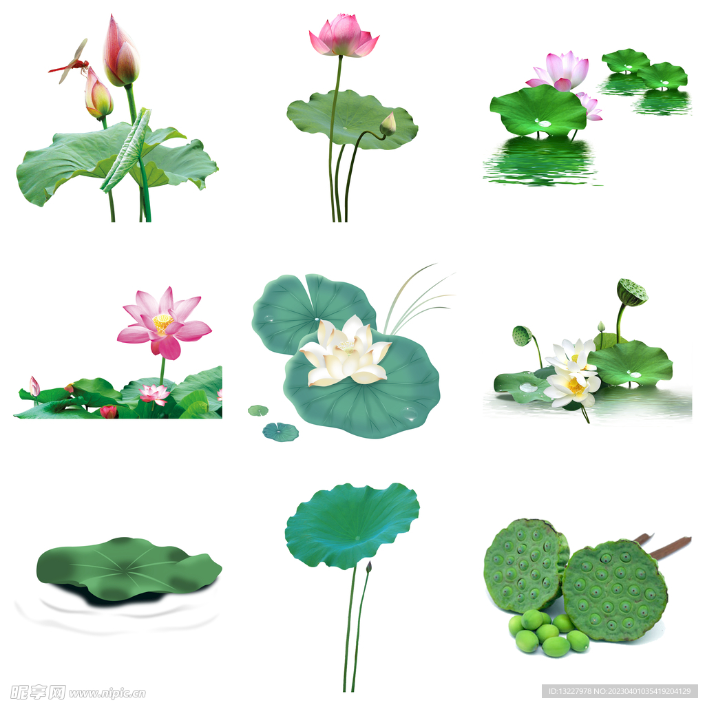 荷花