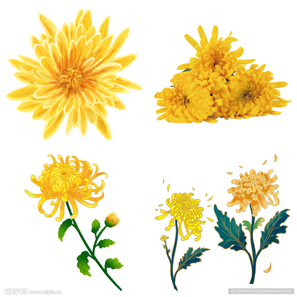 菊花