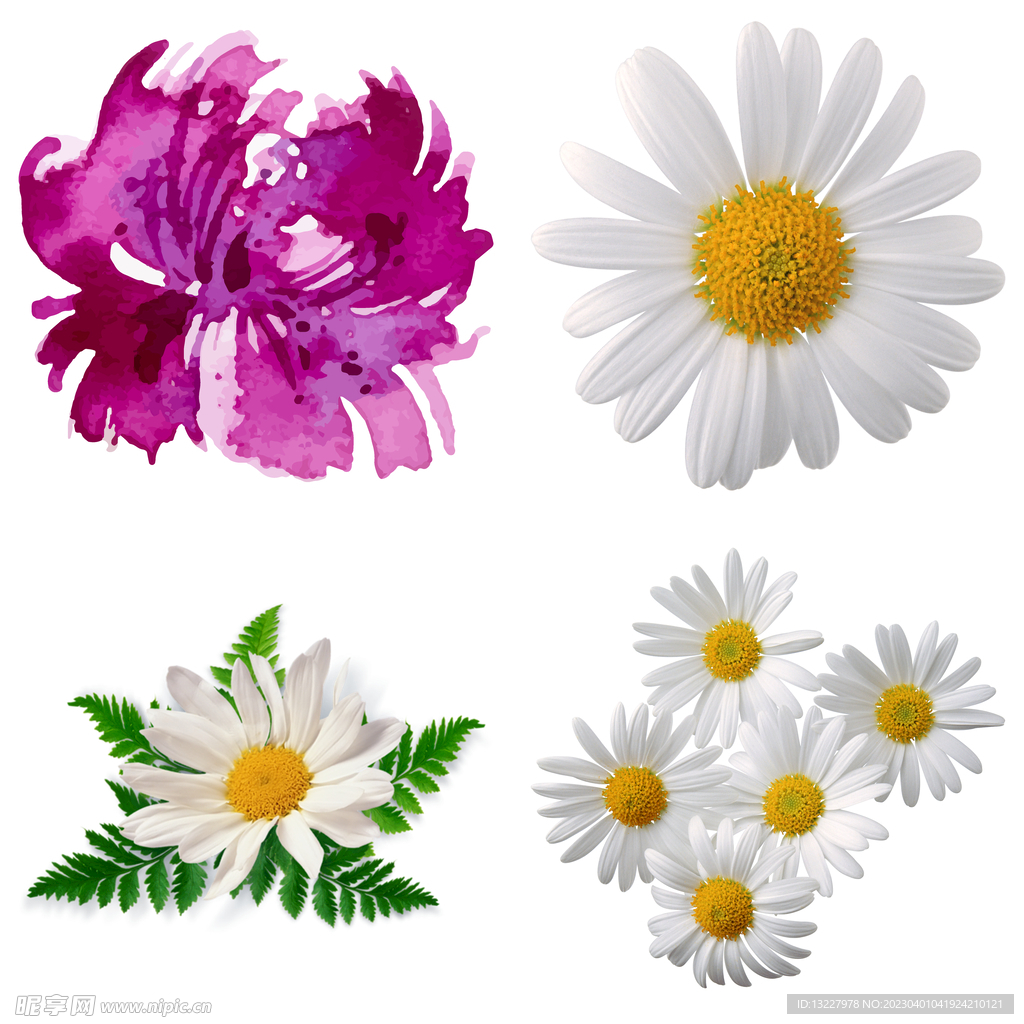 菊花
